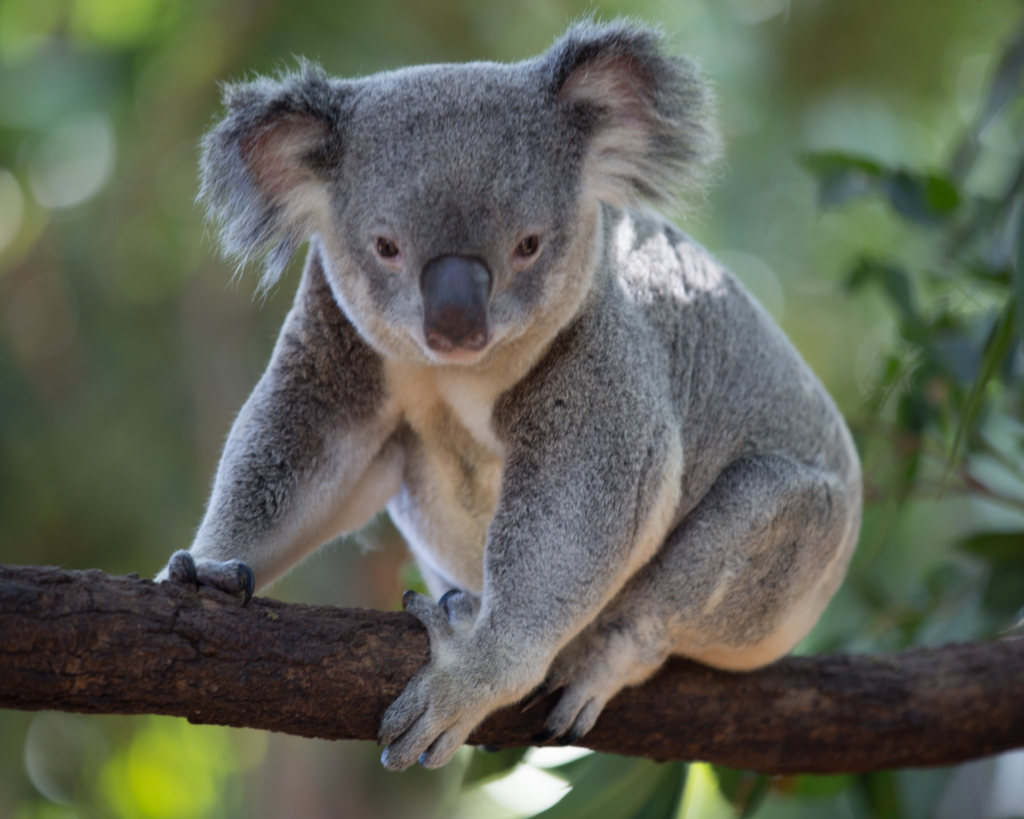 Australië | De hoogtepunten 1 Koala regenwoud Kuranda