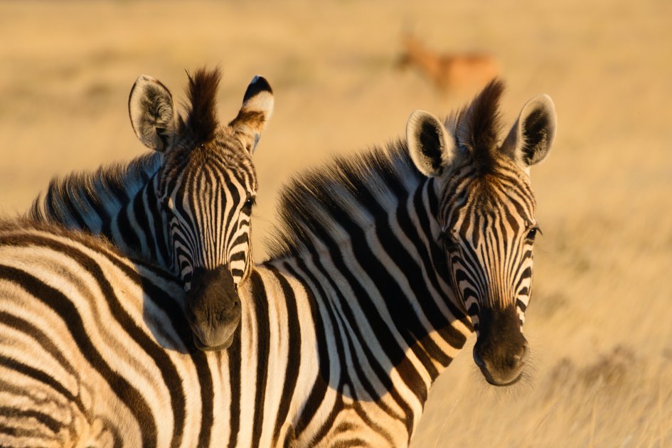 Namibië | De klassieke hoogtepunten 1 Namibie zebra