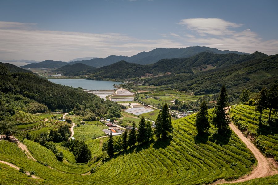 Zuid-Korea | Van A tot K 1 BoseongGreenTeaField shutterstock 1831784431Large