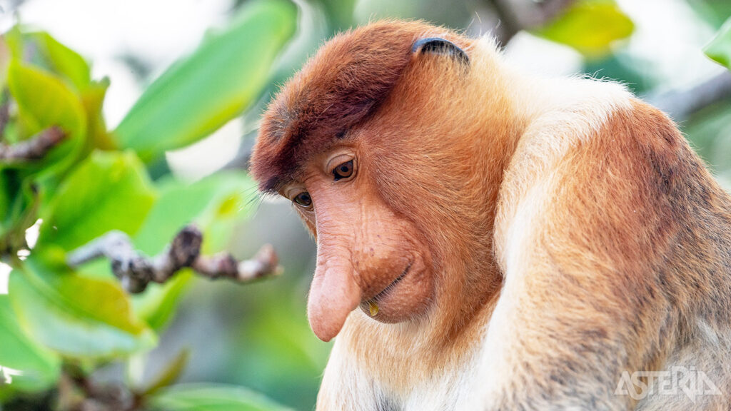 Borneo & Singapore | Twee werelden, één reis 1 borneo bako nationaal park neusapen