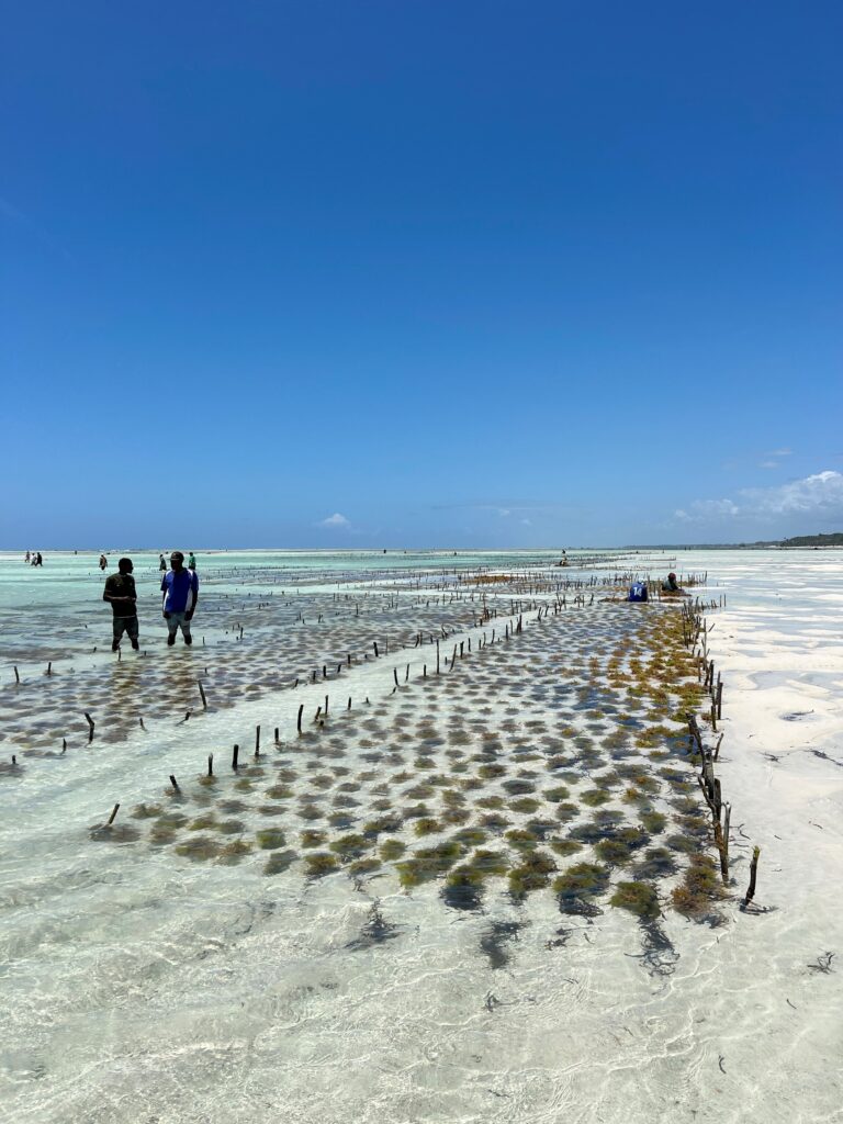 Matemwe Attitude | Zanzibar 2 Plantation d algues Algae plantation Jambiani