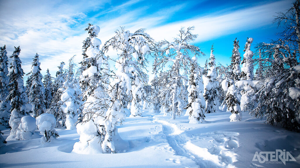 Wildernislodge - Shortbreak Familie | Fins Lapland 1 wildernislodge shortbreak familie landschap
