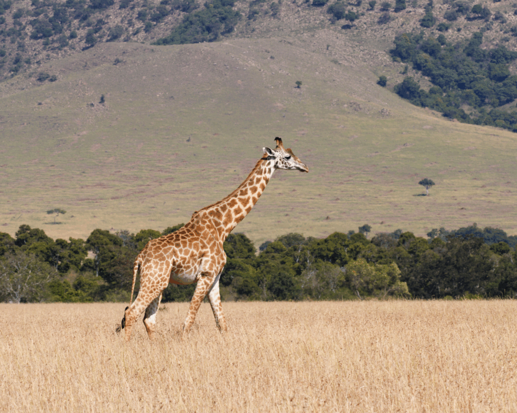 Masai Mara Game Reserve 1