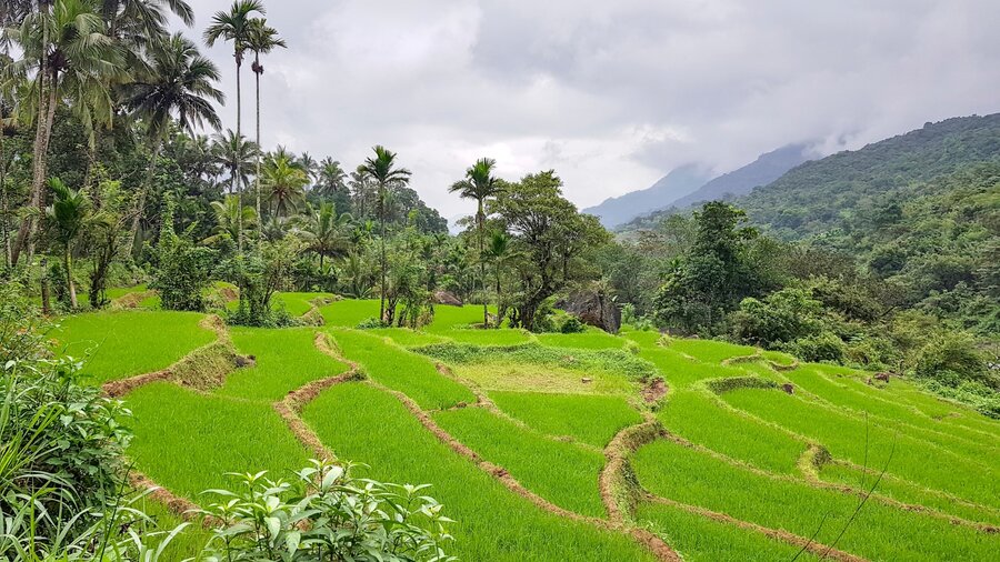 ricefields srilanka shutterstock 1358850860large